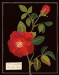 Mary Delany Paper Florals Keepsake Box (Cards)