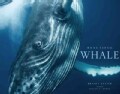 Beautiful Whale (Hardcover)