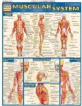 Muscular System Quick Study Reference Guide (Cards)