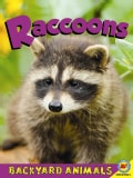 Raccoons (Paperback)