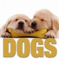 Dogs (Hardcover)