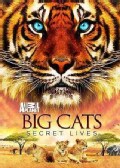 Big Cats: Secret Lives (DVD)
