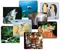 National Geographic Tiger Mouse Pad