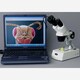 10X-30X Forward Stereo Microscope and Digital Camera