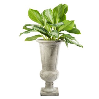 Eco Concrete Chateau Planter (Viet Nam)