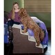 Pet Gear Easy Step IV Deluxe Soft Step