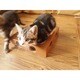 Cat Puzzle Toy Box