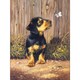 Junior Small Paint By Number Kit 8.75inX11.75inDachshund Puppy