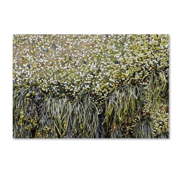 Nicole Dietz 'Barnacles' Canvas Art Nicole Dietz 'Barnacles' Canvas Art