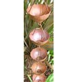 Copper Umbrella Rain Chain