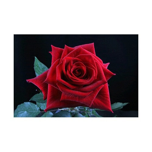 100 Stems 19.7 inch (50 cm) Bright Red Rose