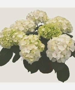 White Hydrangea 19.7-inch 30-stem Cluster
