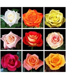 75 Stems 27-inch (70 cm) Assorted Color Roses