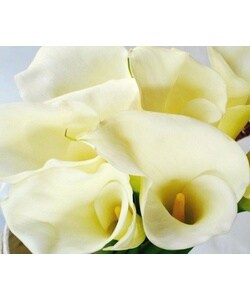36 Stem 70 cm Open Cut Jumbo White Calla Lilies
