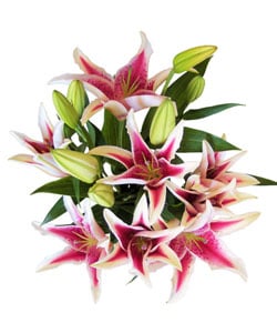 Simply Oriental Lily