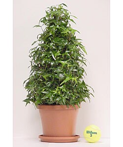 Ivy Solid Tree in Plastic Terracotta Pot