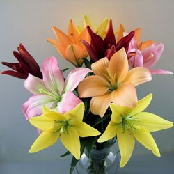 Simply Asiatic Lilies (5 Stems)