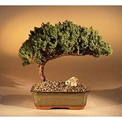 Medium Bonsai Juniper Tree