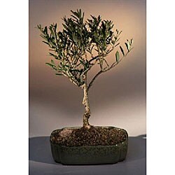 Bonsai Money Tree