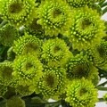 84 Stems Green Button 27.5 inch (70 cm) Yoko Ono