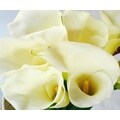 36 Stem 70 cm Open Cut Jumbo White Calla Lilies