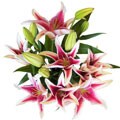 Simply Oriental Lily