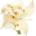 Simply Calla Lilies Bouquet
