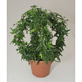 Ivy Gazebo in Plastic Terracotta Pot
