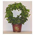 Ivy Wreath in Maple Tin