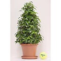Ivy Solid Tree in Plastic Terracotta Pot