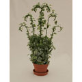 Ivy Wrought Iron Trellis in Plastic Terracotta Pot