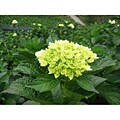 20 stems Mini-Green Hydrangea