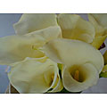25 Open Cut Jumbo White Calla Lilies