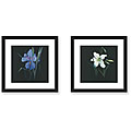 Rose Hohenberger 'Floral Suite' 2-piece Framed Art Print Set