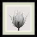 Steven N. Meyers 'Triumph Tulip' Framed Art Print