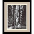 Ansel Adams 'Redwoods, Founders Grove, 1966' Framed Art Print