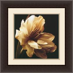 Charles Britt 'Timeless Grace I' Framed Art Print