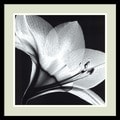 Steven N. Meyers 'Amaryllis 1' Framed Art Print