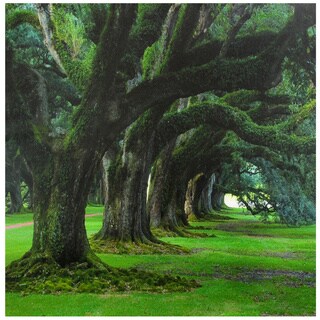 'Tree of Life' Canvas Wall Art (China)