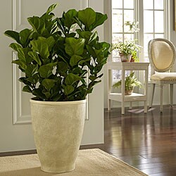 Low Price Large Venetian Planter (Indonesia)