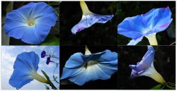 Miette Michie Morning Glory 12-pack Notecards Set