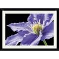 Amalia Veralli 'Purple Clematis' Framed Art Print