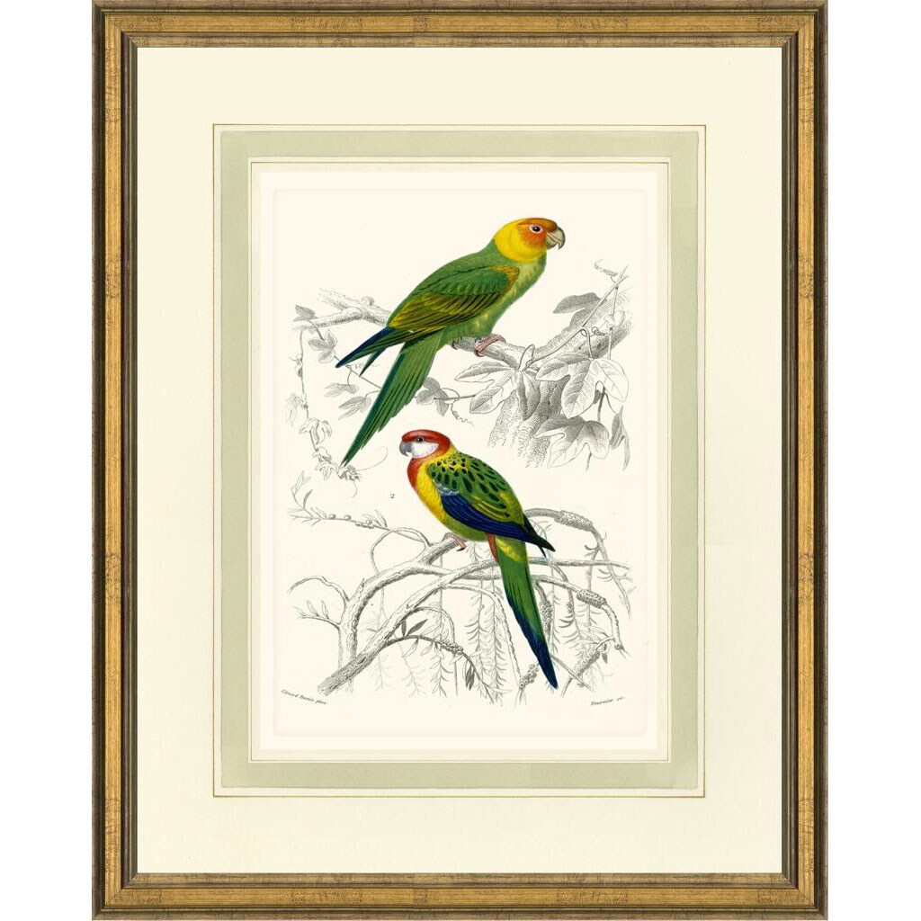 'D'Oridgy Bird Print II' Framed Print - 13492447 - Overstock.com