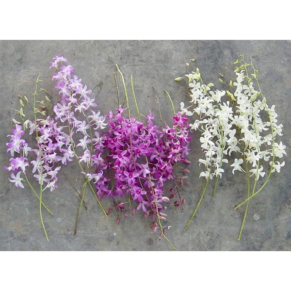 Dendrobium Orchids Pack of 100