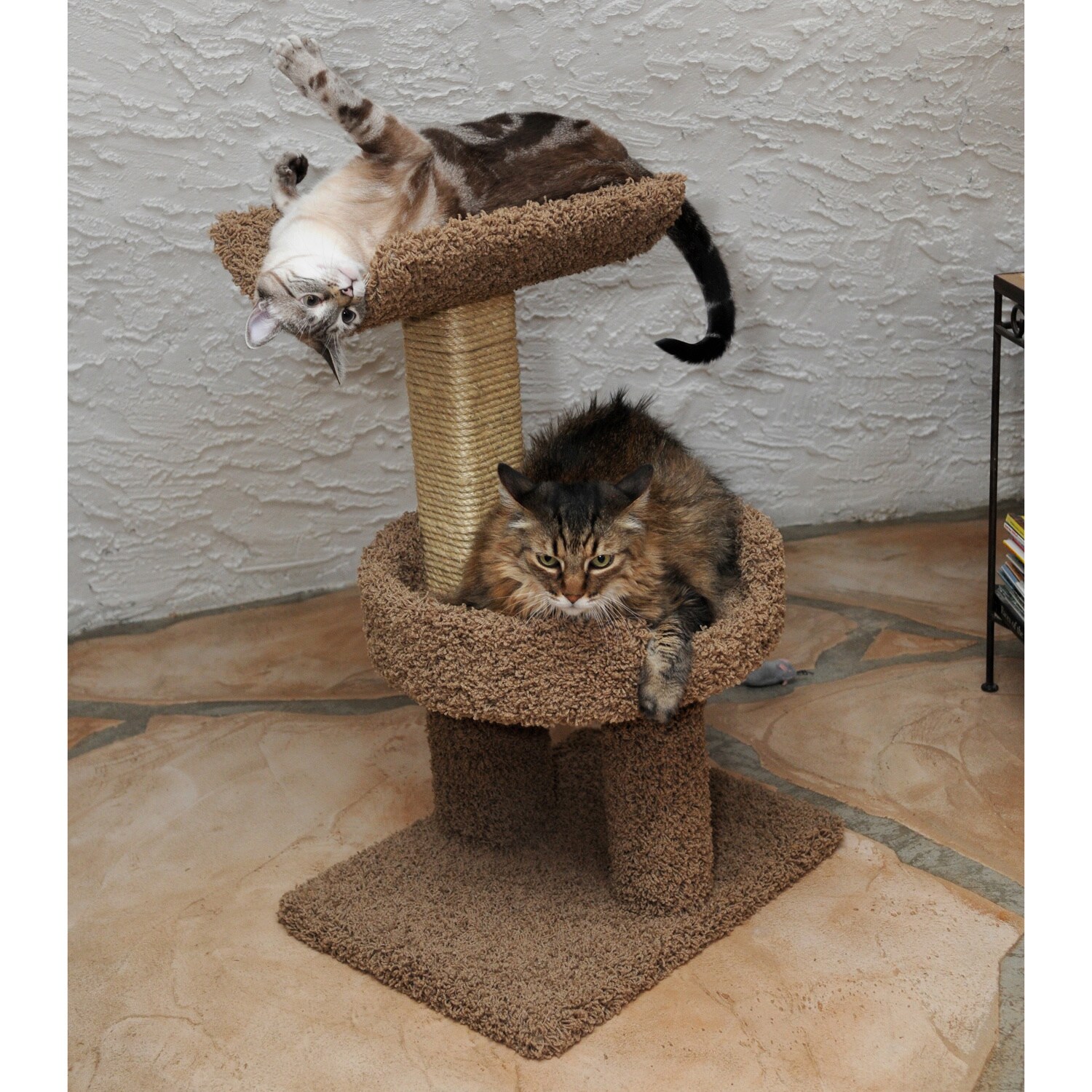 download the new version for windows Cat Condo