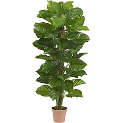 leaf plant touch philodendron silk tree fiddle fig plants inch foot