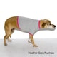 American Apparel Baby Rib Dog Tee