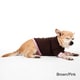 American Apparel Baby Rib Dog Tee