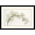 Albert Koetsier 'Eucalyptus II' Framed Art Print