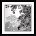 Wild Apple Photography 'Sun Dappled II' Framed Art Print